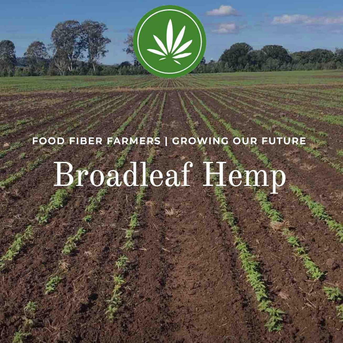 About Broadleaf Hemp - Broadleaf Hemp